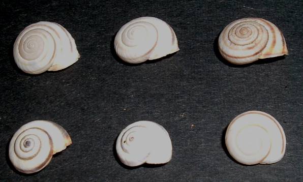 Moluscos terrestres de Creta